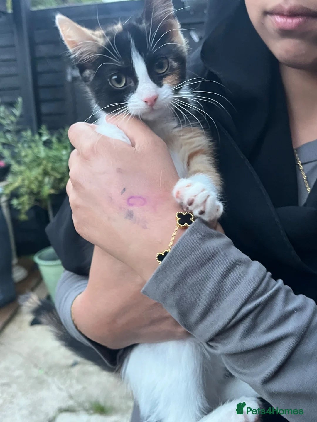 Mixed Breed cats for sale: Beautiful markings - Advert 1