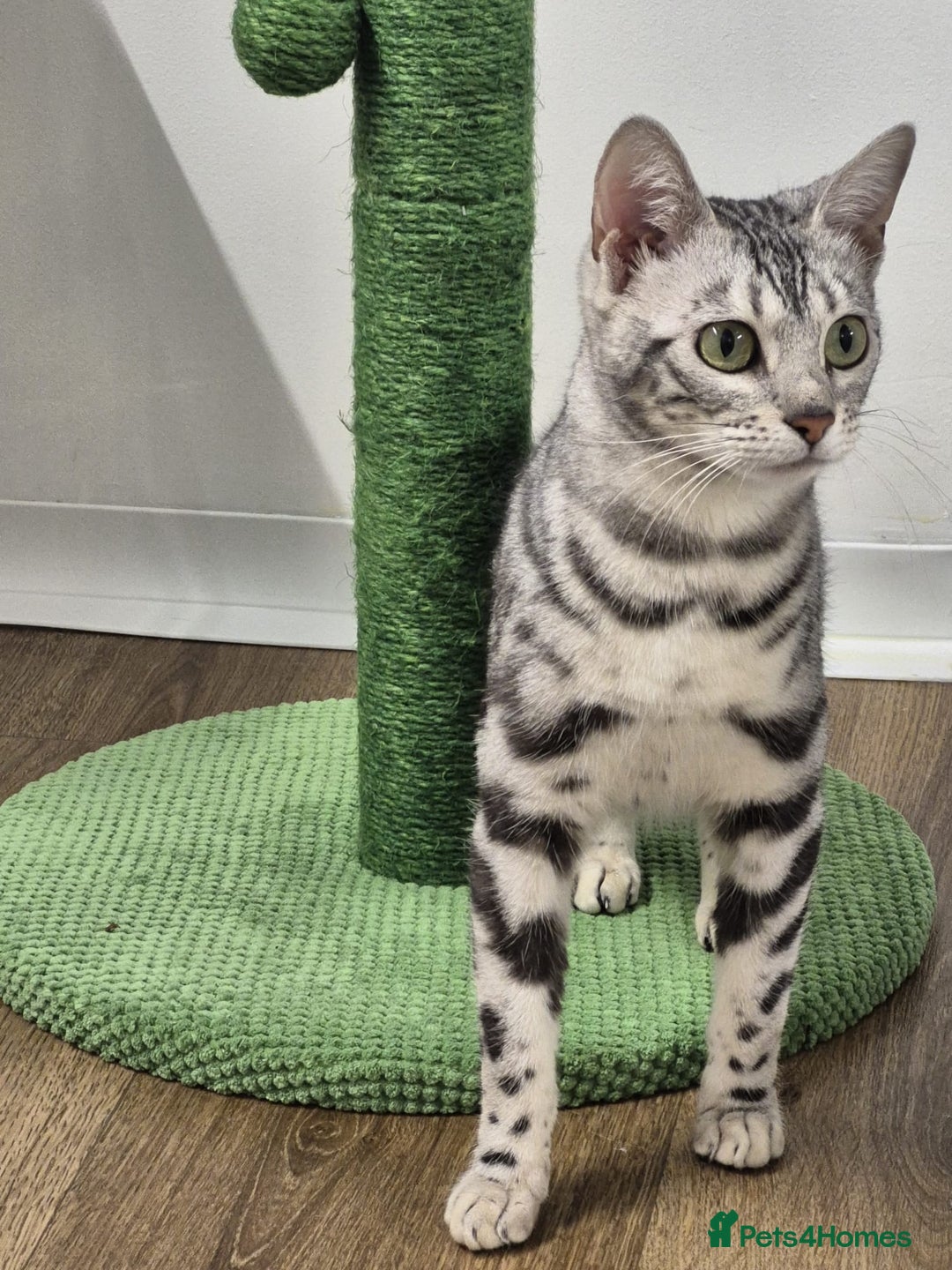 Bengal cats for sale: Bengal girl - Advert 3