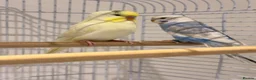 Budgerigars birds for sale: Beautiful Budgies  in Ilford - Advert 4