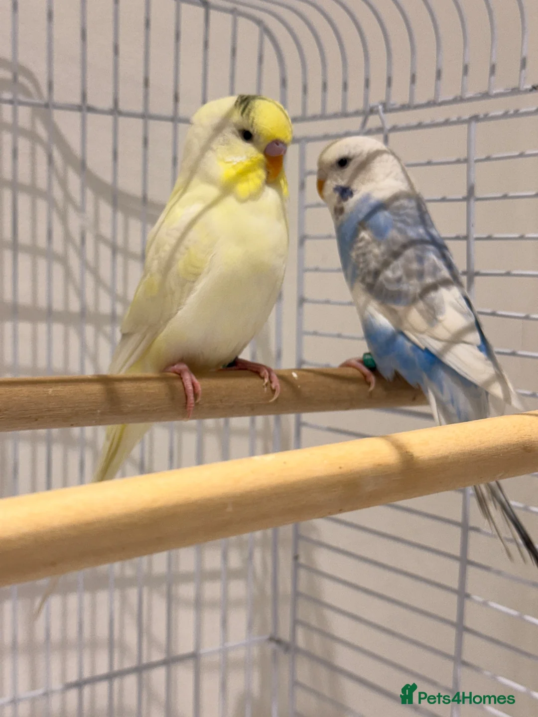 Budgerigars birds for sale: Beautiful Budgies  in Ilford - Advert 4