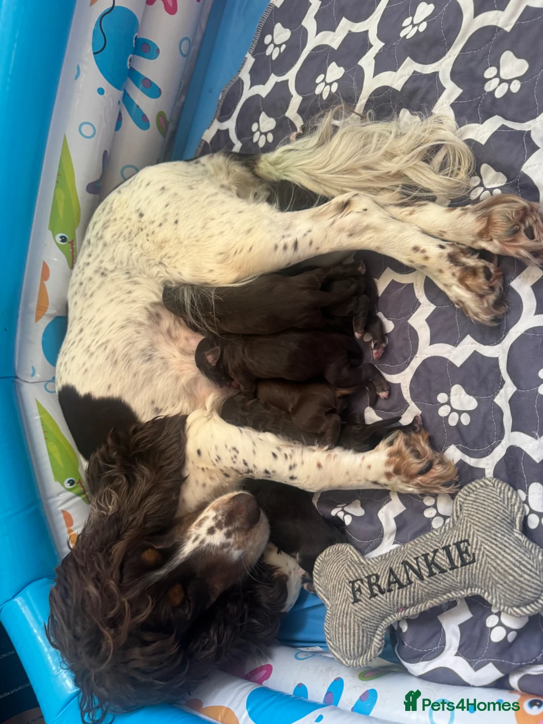 Cockapoo dogs for sale: F1 Cockapoo Puppies - Advert 8