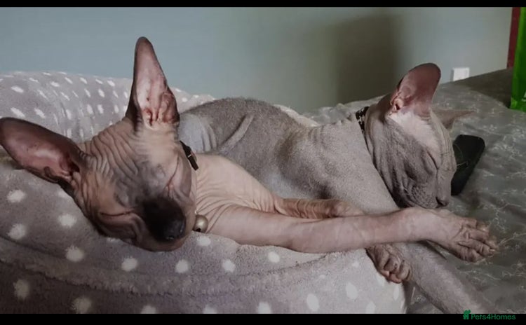 Sphynx cats - Advert 1