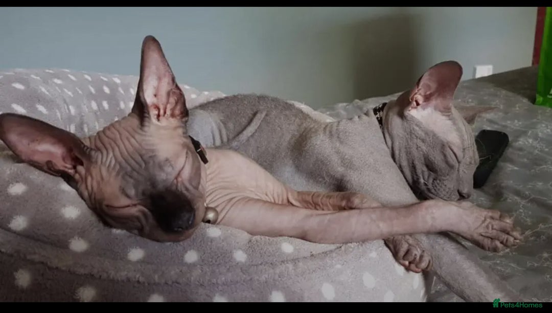 Sphynx cats for sale: ** For Adoption ** Sphynx Cats  - Image 1