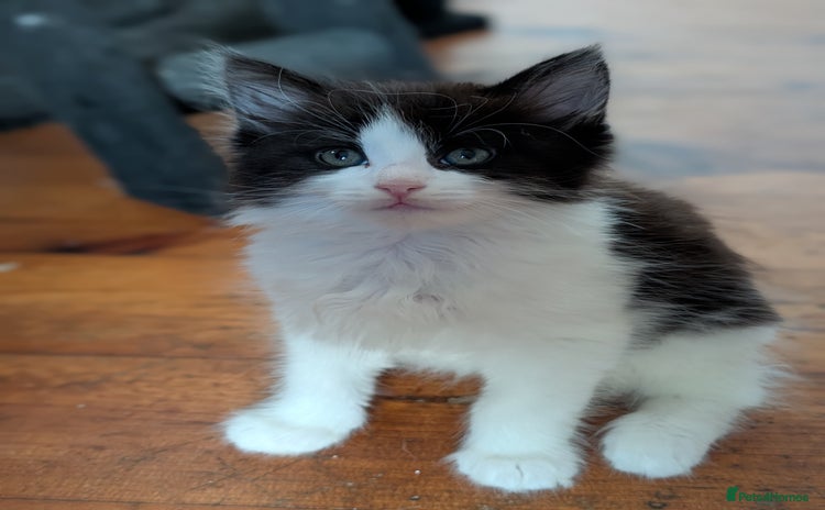 Maine Coon cats - Advert 10
