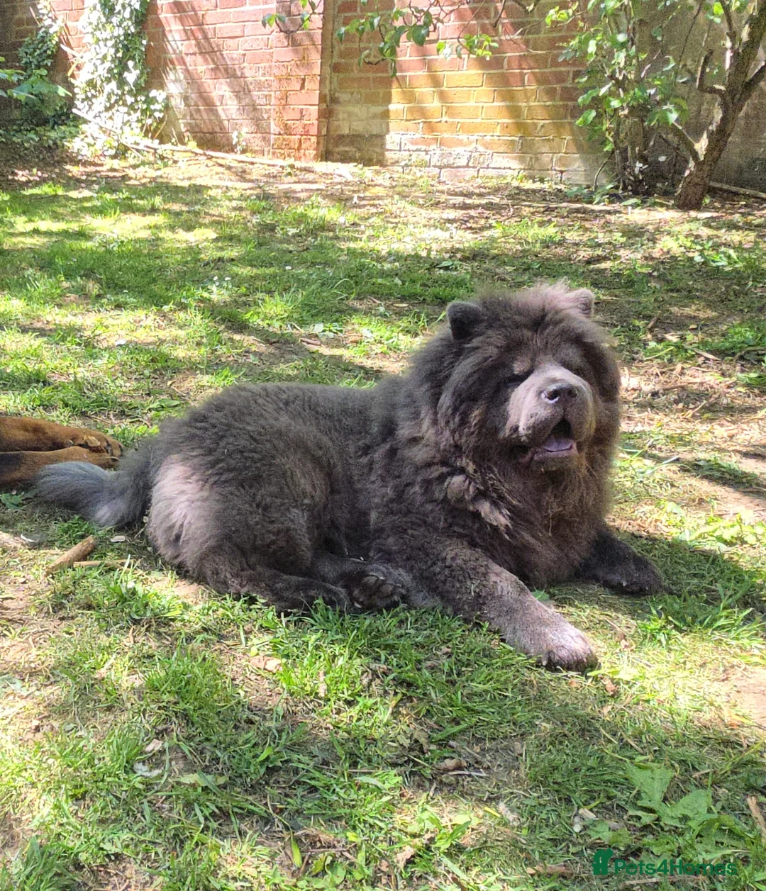 Chow Chow dogs for stud: KC Blue Chow Stud Blue Chow Chow Stud  - Advert 5