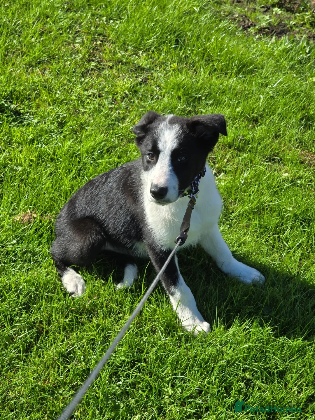 Border Collie dogs for sale: Classic Border collie for sale in Saint Helens - Advert 5