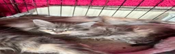 Maine Coon cats for sale: Mainecoon kittens - Advert 2