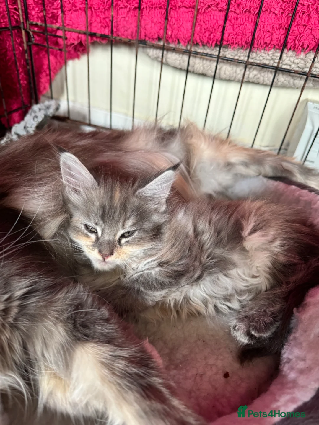 Maine Coon cats for sale: Mainecoon kittens - Advert 2
