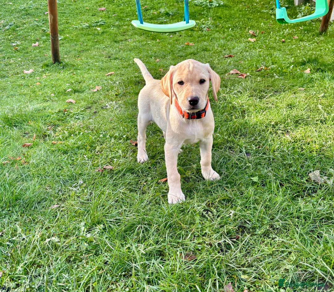 Labrador Retriever dogs for sale: Beautiful female Labrador !!! Ready to go home ! - Advert 1