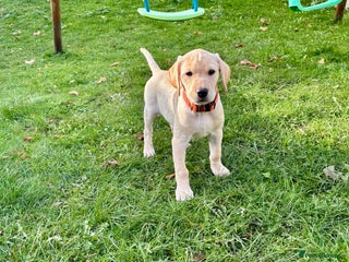 Labrador Retriever dogs Beautiful female Labrador !!! Ready to go home ! - Advert 1
