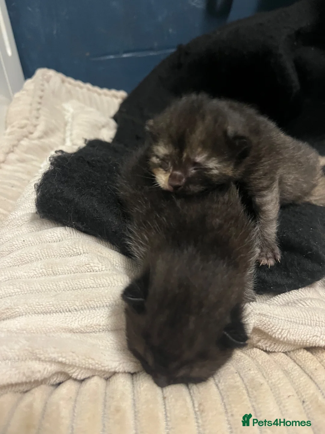 Mixed Breed cats for sale: Gorgeous kittens  in Leicester - Advert 7