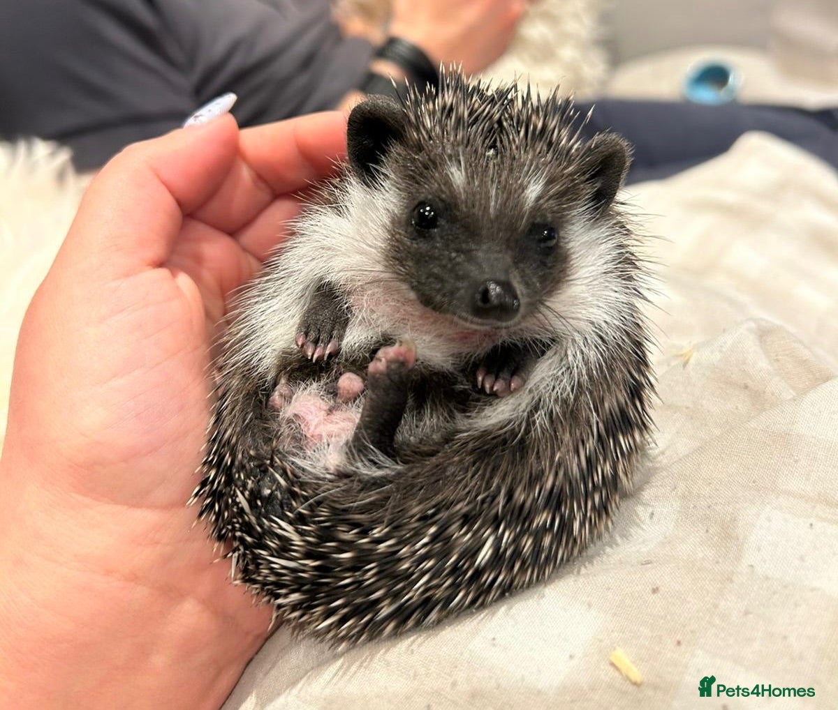 Pygmy Hedgehog rodents Male Pygmy hedgehog  - Advert 18