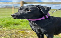 Labrador Retriever dogs for sale: Quality pedigreed Labradors for sale  - Image 10