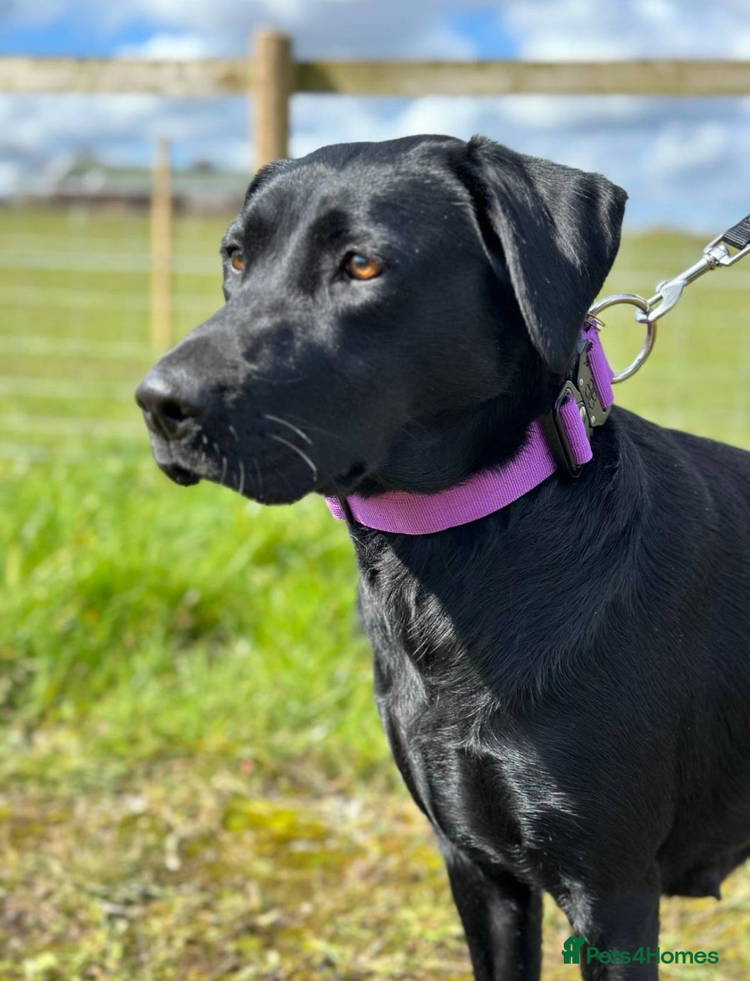 Labrador Retriever dogs for sale: Quality pedigreed Labradors for sale  - Image 10