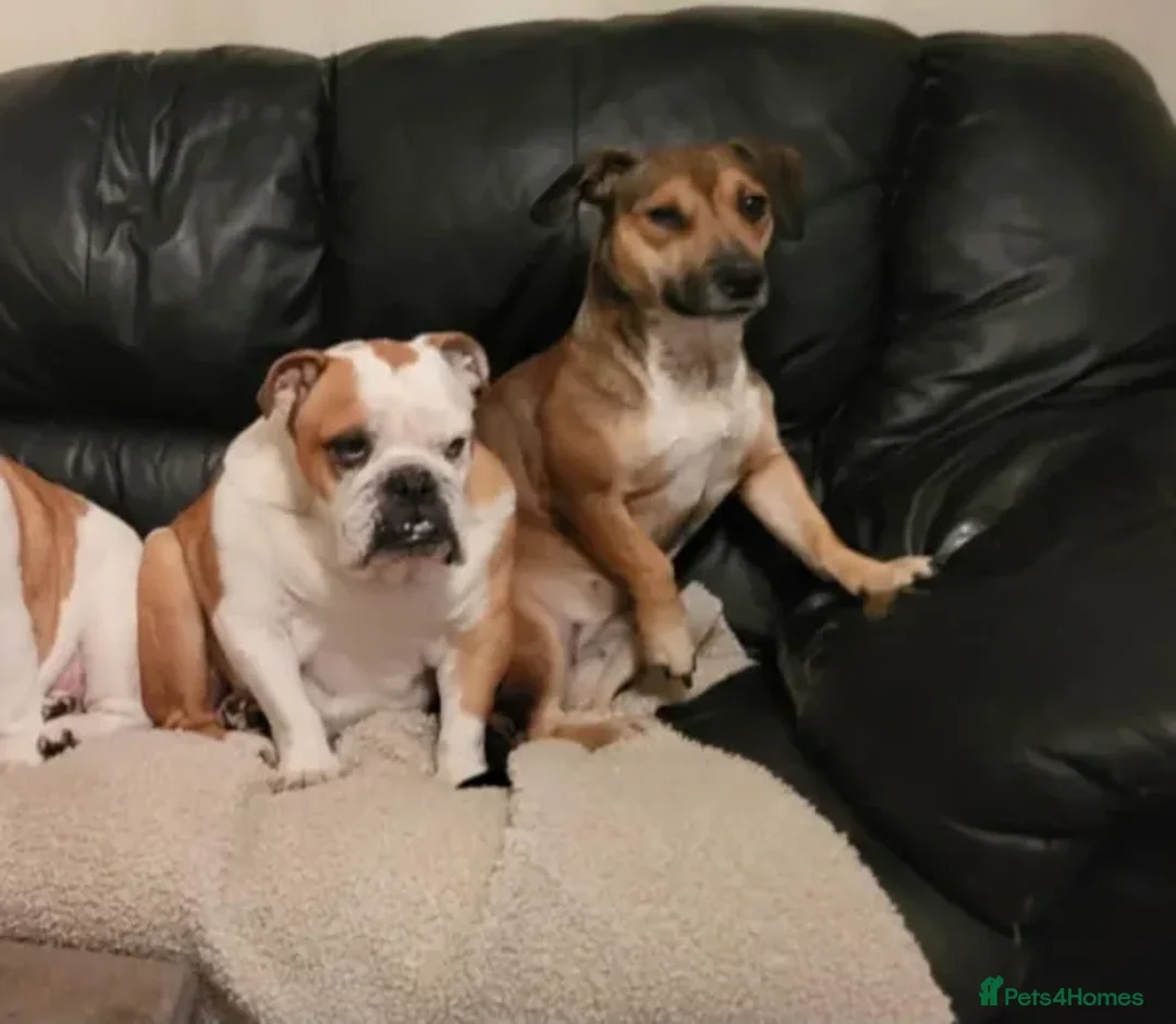 Mixed Breed dogs for adoption: Leena - Advert 3