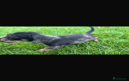 Mixed Breed dogs for sale: Dapple Shnoxy puppies for sale - Image 4