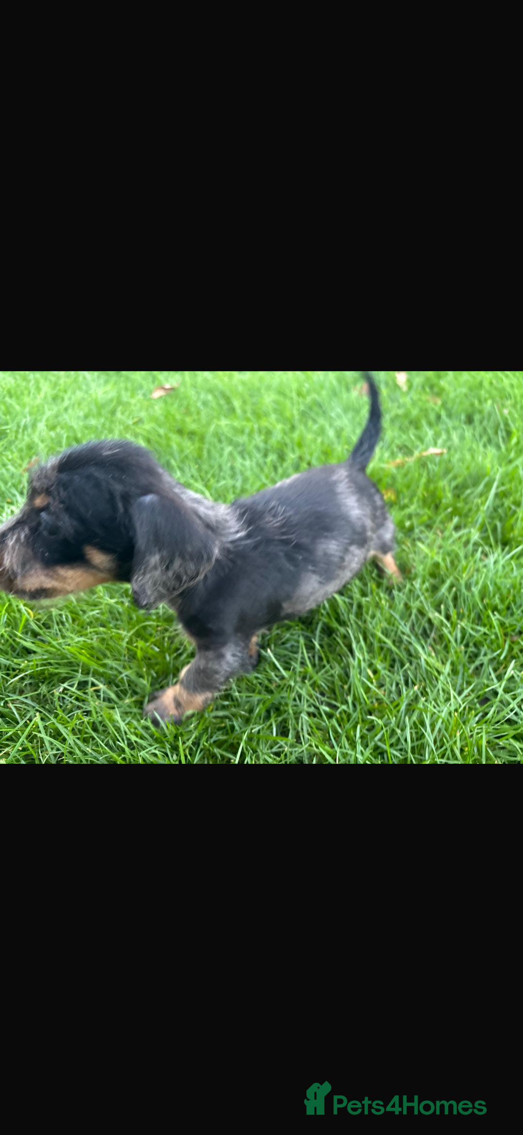 Mixed Breed dogs for sale: Dapple Shnoxy puppies for sale - Image 4