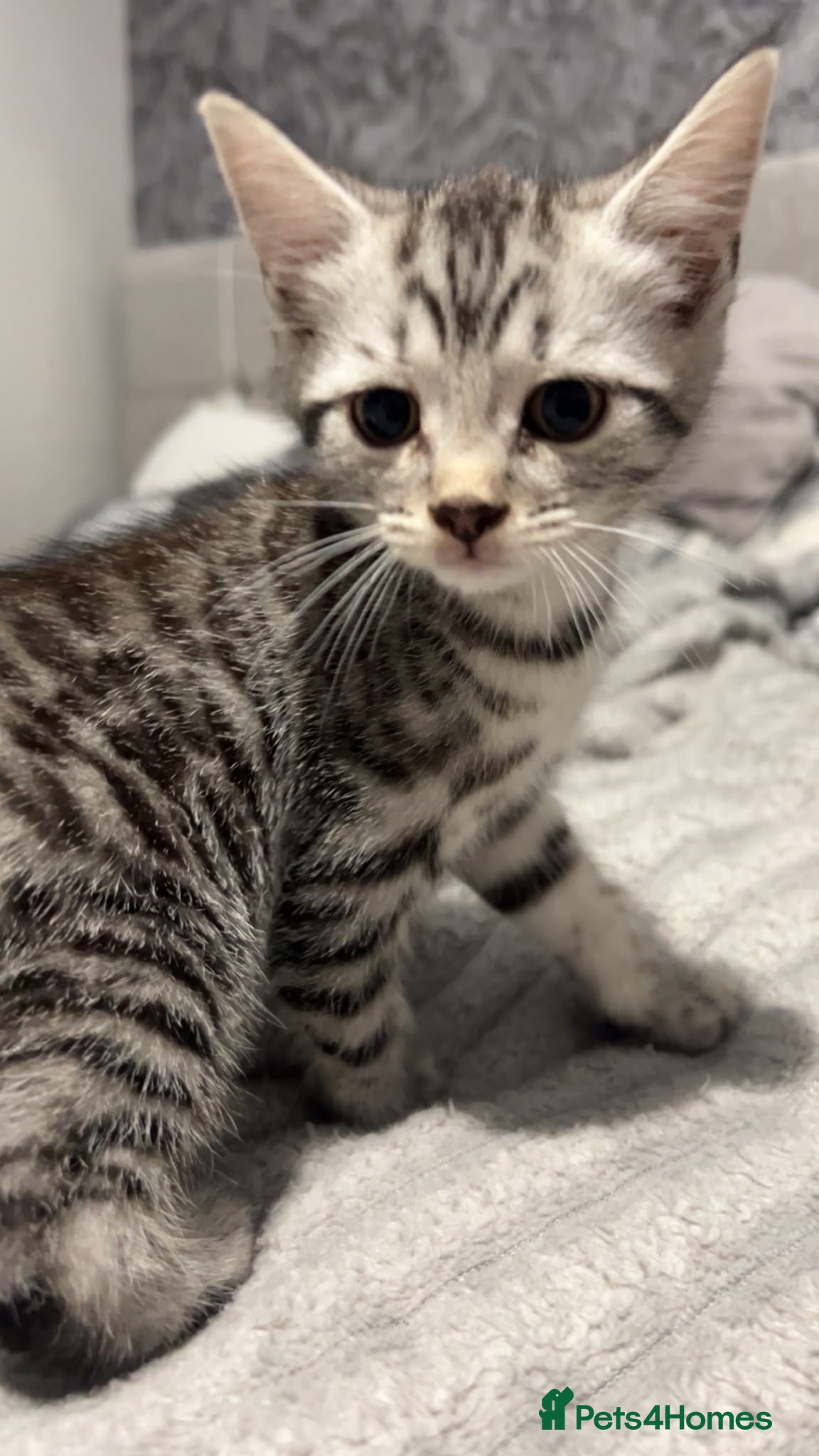 Domestic Shorthair cats Mixed breed kittens ready now  reduced  - Advert 10