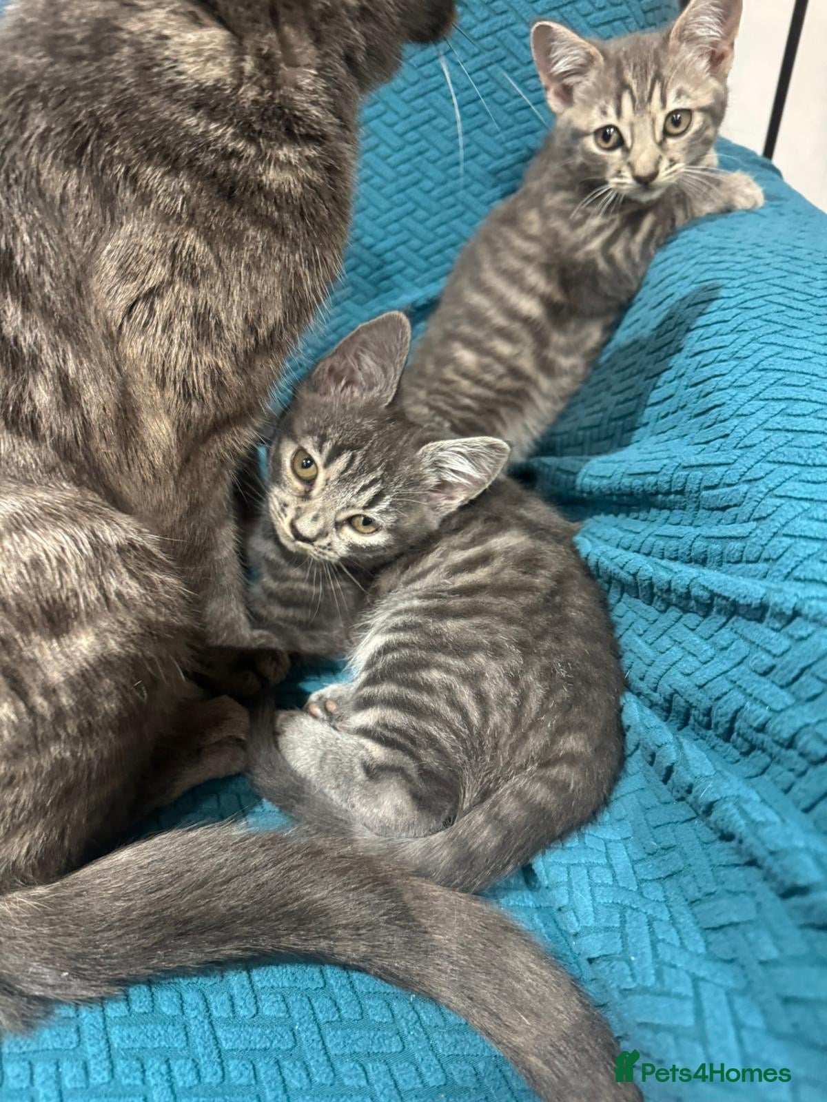 British Longhair cats Little miss needs a new home - Advert 1