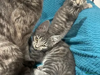 British Longhair cats Little miss needs a new home - Advert 1