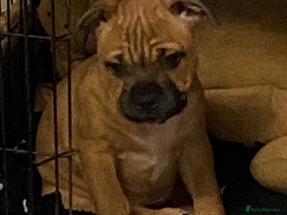 Staffordshire Bull Terrier dogs Stunning Red Staff For Stud - Advert 2