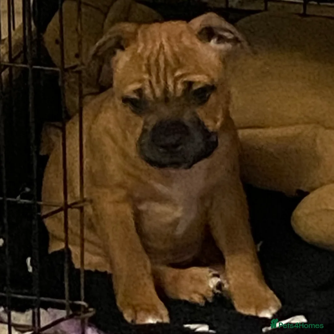 Staffordshire Bull Terrier dogs for stud: Stunning Red Staff For Stud  - Advert 2