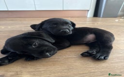 Labrador Retriever dogs for sale: Well bred Labrador puppies - Image 12
