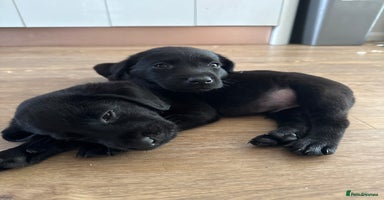 Labrador Retriever dogs - Advert 1