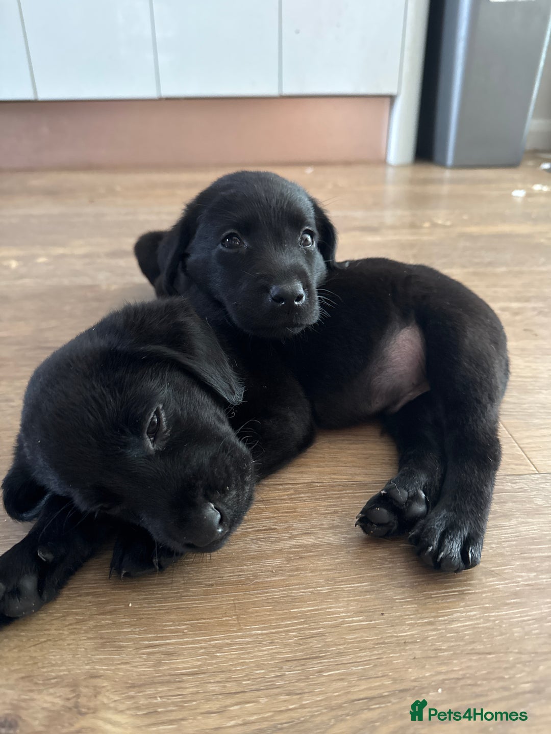 Labrador Retriever dogs for sale: Well bred Labrador puppies - Image 12