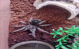 Tarantulas invertebrates for sale: 2 Tarantulas with enclosures  - Image 4