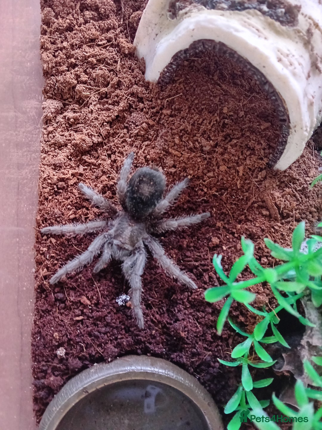 Tarantulas invertebrates for sale: 2 Tarantulas with enclosures  - Image 4