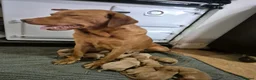 Labrador Retriever dogs for sale: 🐾 Labrador Puppies – Fox Red & Golden 🐾 - Advert 13