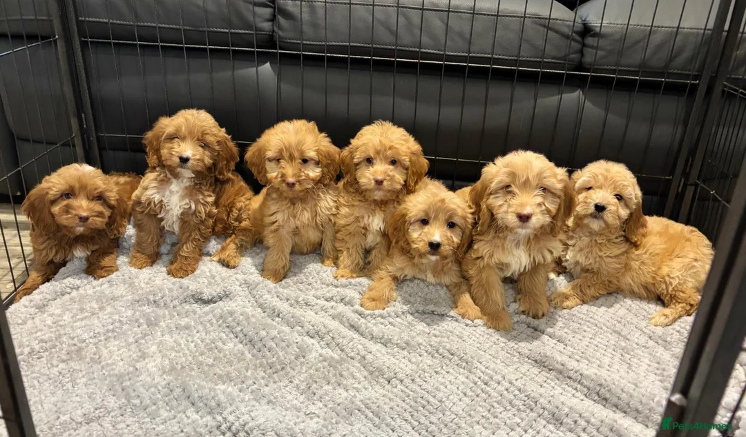Cockapoo dogs for sale: Cockapoo Puppies Ready Now - Advert 1