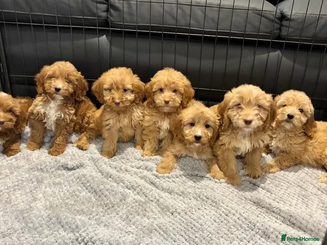 Cockapoo dogs for sale: Cockapoo Puppies Ready Now - Advert 1