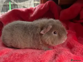 Guinea Pig rodents Young male Teddy - Advert 5