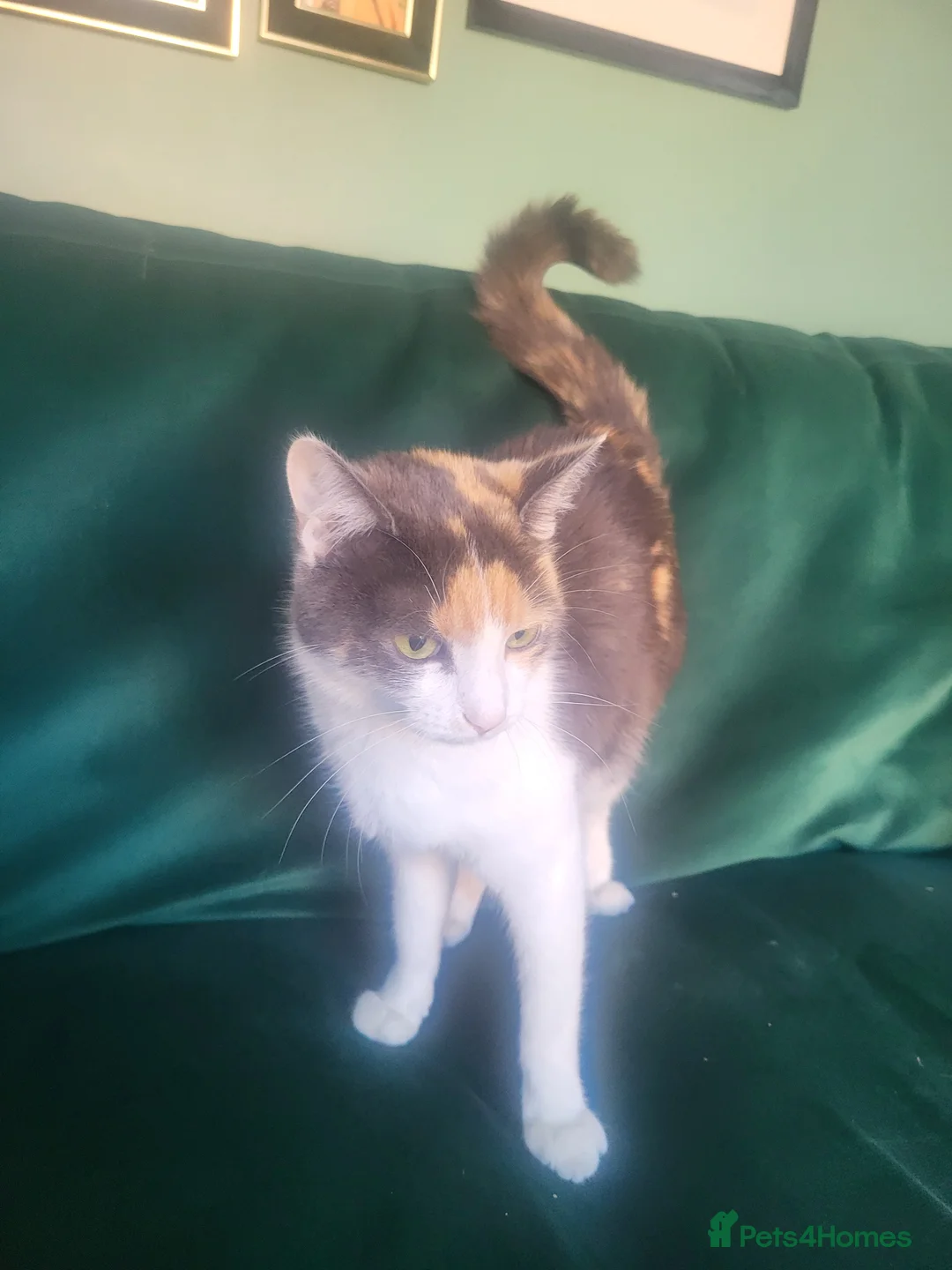 British Shorthair cats for sale: gorgeous kittens for sale Liverpool  in Prescot - Advert 2