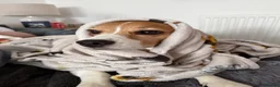 Beagle dogs for sale: Toby  - Advert 2