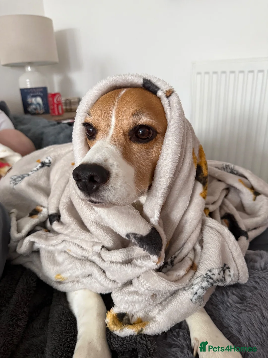 Beagle dogs for sale: Toby  - Advert 2