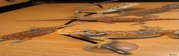 Bearded Dragon reptiles for sale: Stunning baby bearded dragons £100 ONO  - Advert 18