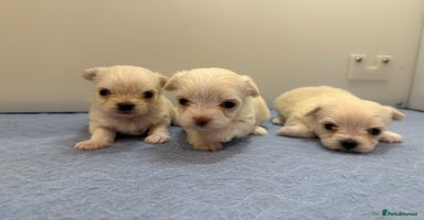 Mixed Breed dogs OUTSTANDING TINY MALCHI GIRLS  - Advert 4