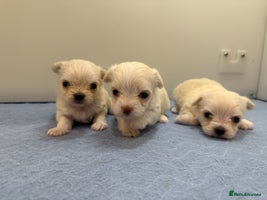 Mixed Breed dogs OUTSTANDING TINY MALCHI GIRLS - Advert 4