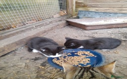 Aegean cats for sale: Agean x Kittens for sale - Image 4