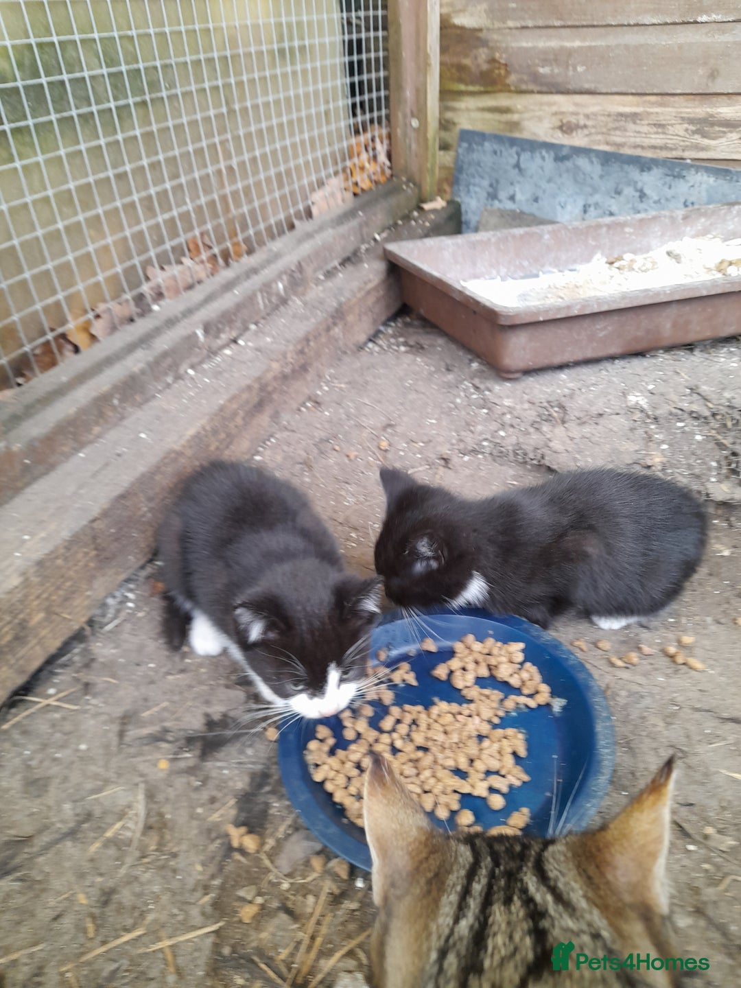 Aegean cats for sale: Agean x Kittens for sale - Image 4