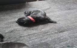 Cane Corso dogs for sale: Cane Corso puppies - Image 7