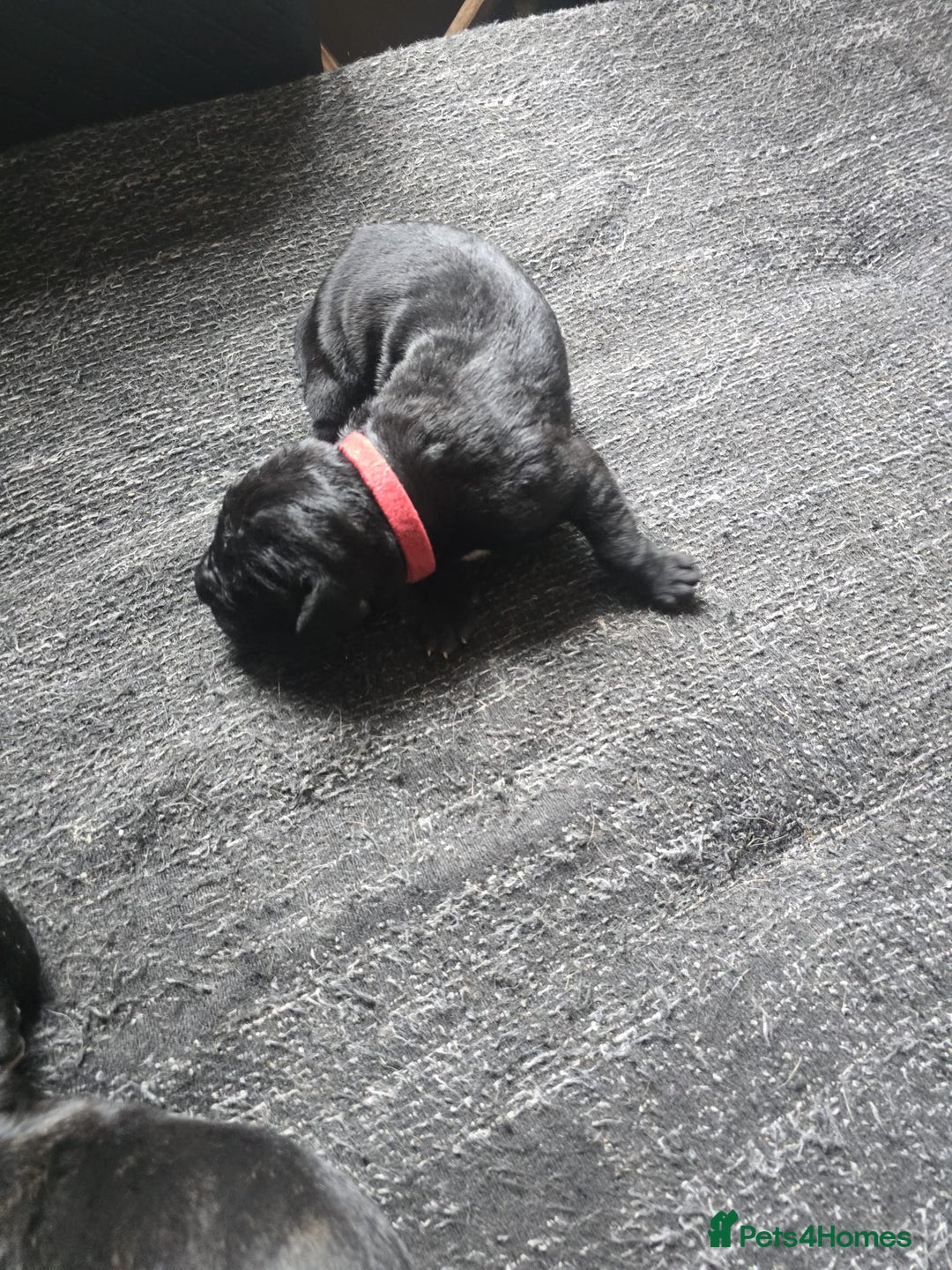 Cane Corso dogs for sale: Cane Corso puppies - Image 7