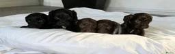 Cockapoo dogs for sale: 🐾 beautiful cockerpoo puppies  in Amersham - Advert 19