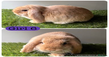Mini Lop rabbits in Manchester - Advert 5