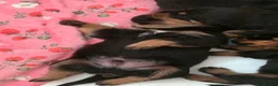 Rottweiler dogs for sale: Beautiful KC Rottweiler puppies. 2 boys, 4 girls in Brierley Hill - Advert 5