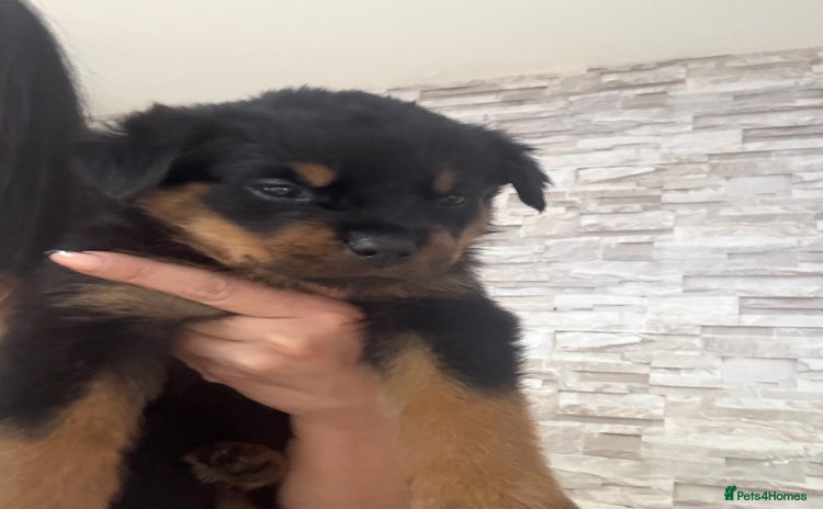 Rottweiler dogs - Advert 2
