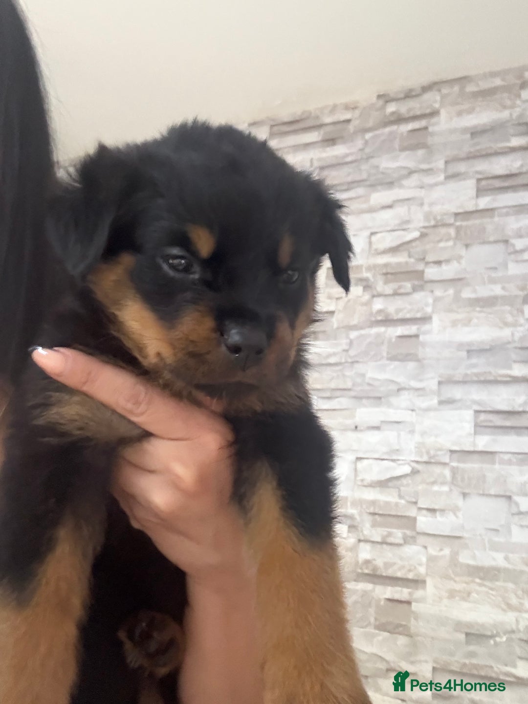 Olx Autos Rottweiler Puppies For Sale Olx Rottweiler Female